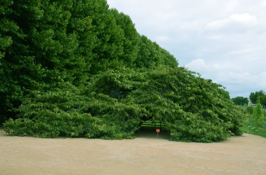 Árbol horizontal 02