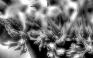 Estudio en Blanco y Negro 02