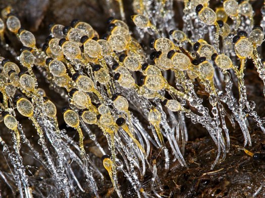 002 pilobolus-crystallinus